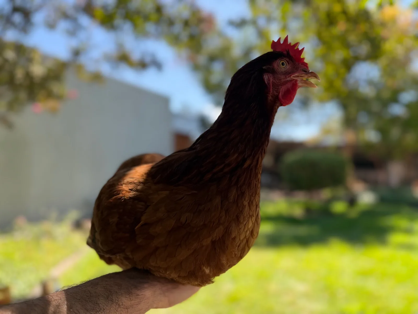 Brown Chicken